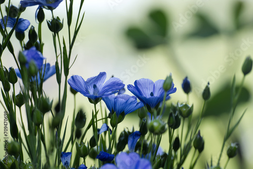 Fototapeta Naklejka Na Ścianę i Meble -  Blue flax blossom in close up over blurred background
