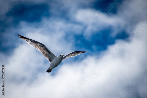 Seagull flying above with blue sky and clouds