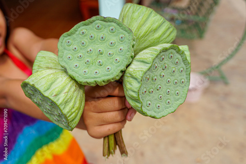 Hand holding lotus stem and seeds, inside of lotus flower, edible photo