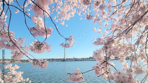 blossom in spring near tidal basin - Washington DC photo