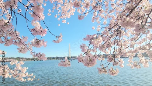 blossom in spring near tidal basin - Washington DC photo