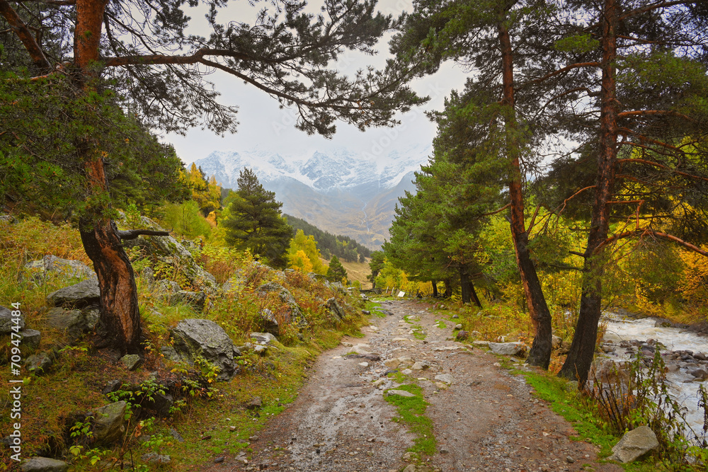 Pine trees on the road to Terskol waterfall in autumn Pine trees on the road to Terskol waterfall in autumn