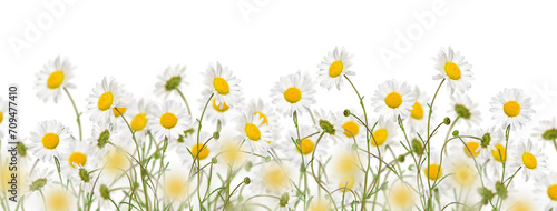 Oxeye daisy flowers meadow web banner isolated cutout on transparent