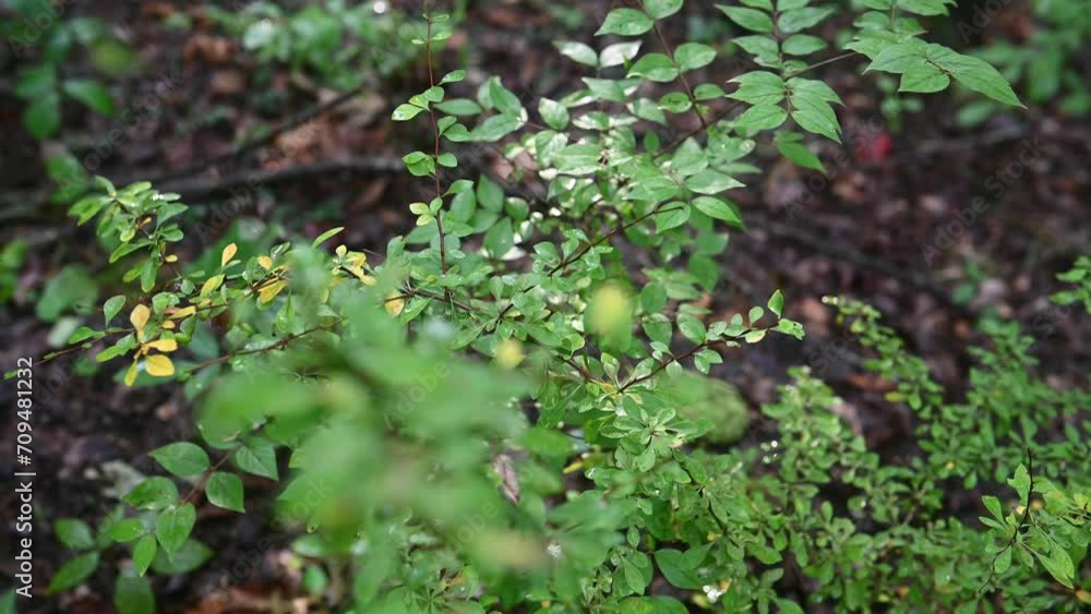 Green leaves in the forest Green leaves in the forest