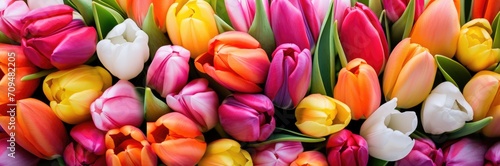 Tulips colorful multicolored yellow, white, red, purple, pink bloom flower field in Spring © Eyepain