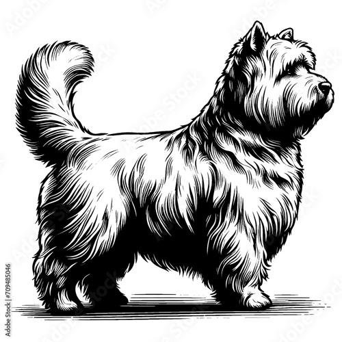 Full-length portrait of a standing Scottish Terrier. Vector illustration isolated on white. Engraving vintage style illustration for print, tattoo, t-shirt, coloring book