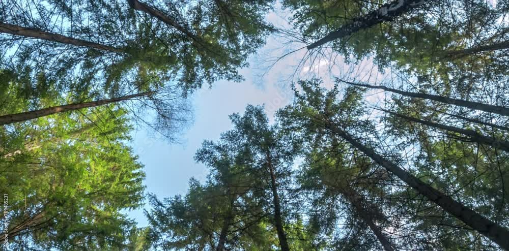 The forest with shady and tall trees under the clear sky forms a naturally beautiful row The forest with shady and tall trees under the clear sky forms a naturally beautiful row