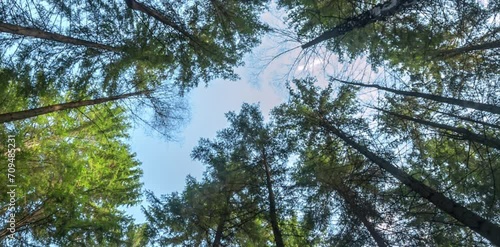 The forest with shady and tall trees under the clear sky forms a naturally beautiful row