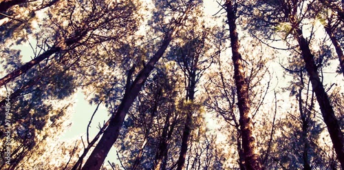 The forest with shady and tall trees under the clear sky forms a naturally beautiful row