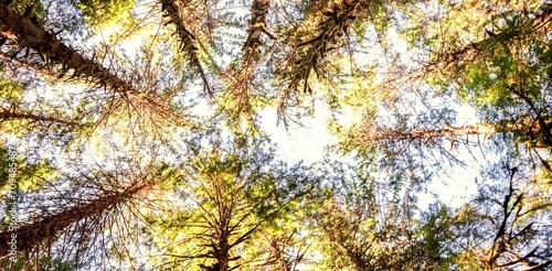 The forest with shady and tall trees under the clear sky forms a naturally beautiful row