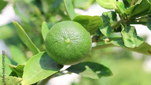 Wallpaper Mural Lime Growth Time-Lapse Torontodigital.ca