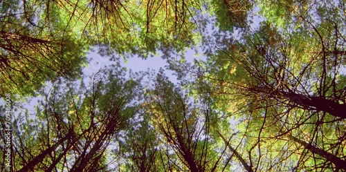 The forest with shady and tall trees under the clear sky forms a naturally beautiful row