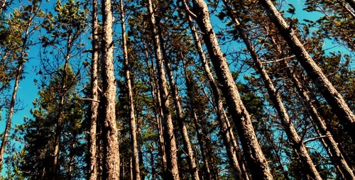 The forest with shady and tall trees under the clear sky forms a naturally beautiful row