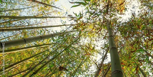 The forest with shady and tall trees under the clear sky forms a naturally beautiful row