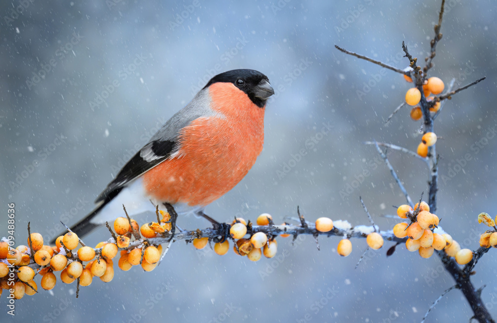 Eurasian bullfinch male ( Pyrrhula pyrrhula ) Eurasian bullfinch male ( Pyrrhula pyrrhula )