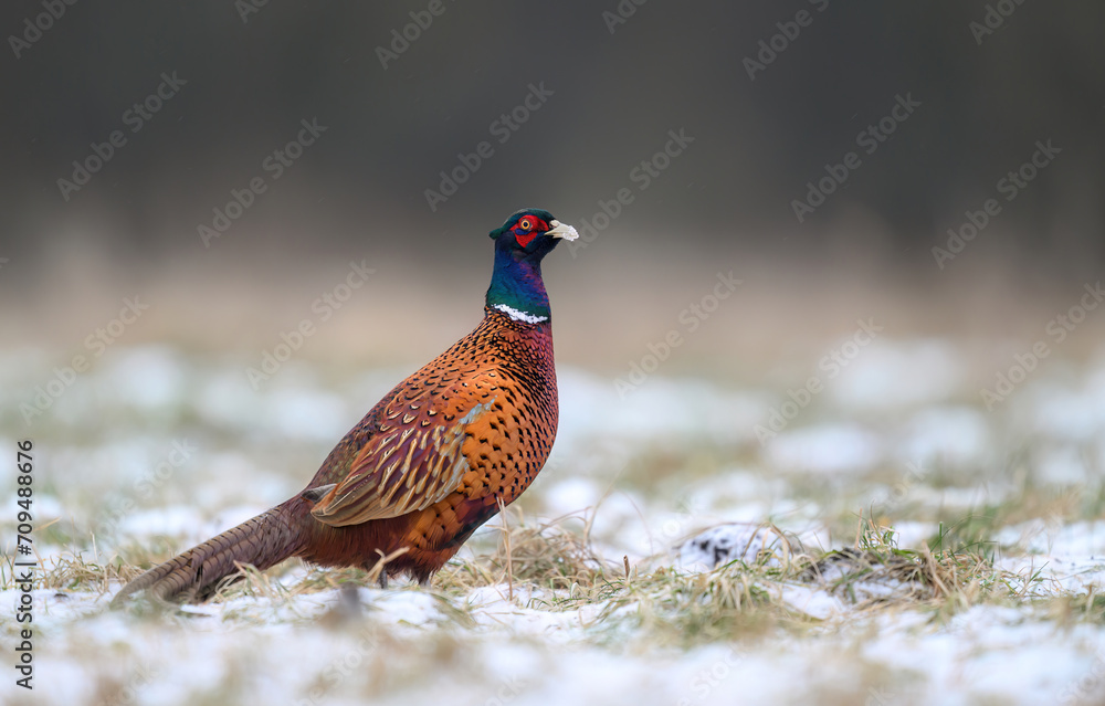Ringneck Pheasant (Phasianus colchicus) male close up Ringneck Pheasant (Phasianus colchicus) male close up
