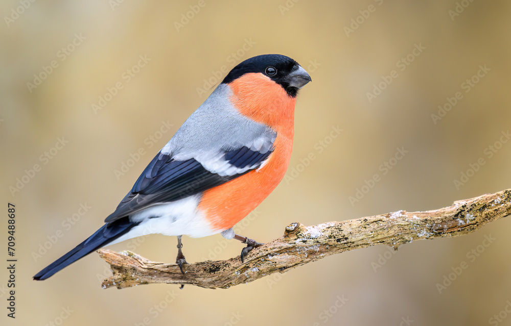 Obraz premium Eurasian bullfinch male ( Pyrrhula pyrrhula )