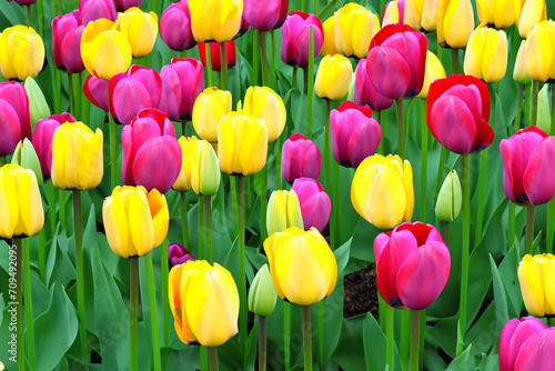 Beautiful tulips flower