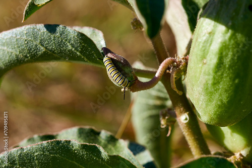Monarch Butterfly Caterpillar on Texas Buffalo Gourd Plant