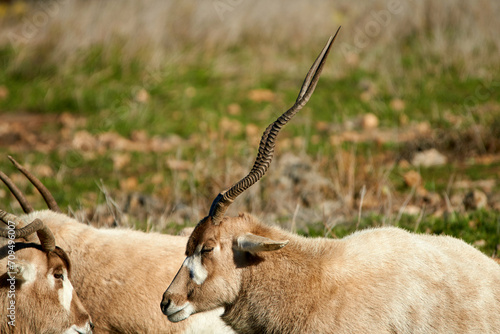 Closeup profile headshot of Addax sleeping with eyes close in bright sunlight photo