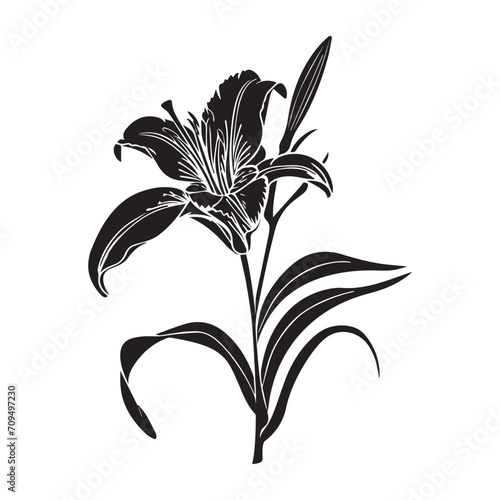 Silhouette Of Lily Flower isolated on white. Minimalist Illustration Style