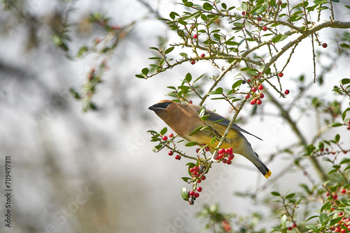 Cedar waxwing perched in Yaupon Holly tree with red berries