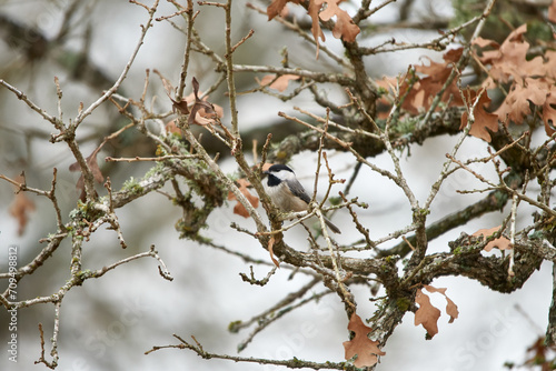 Carolina Chickadee perched in Texas oak tree with autumn orange leaves background