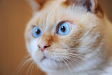 猫の顔のクローズアップ　好奇心旺盛で何かを見つけた猫の顔　青い目　
