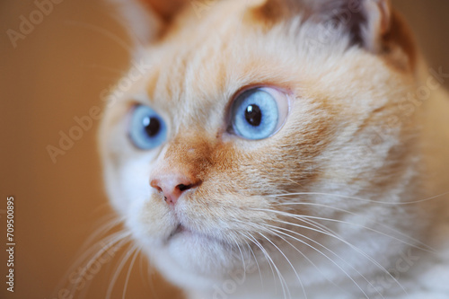 猫の顔のクローズアップ 好奇心旺盛で何かを見つけた猫の顔 青い目 
