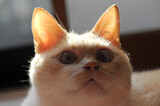 猫の顔のクローズアップ　好奇心旺盛で何かを見つけた猫の顔　青い目　