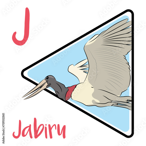 The Jabiru is the tallest flying bird found in South America and Central America. The jabiru belongs to the stork family, It is mostly white, with the naked skin of the head and upper neck black.