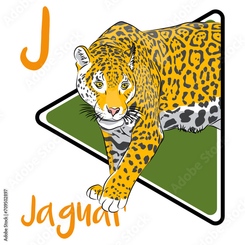 Jaguar is a large cat species and the only living member of the genus Panthera native to the Americas. Jaguars are classified as near-threatened by the IUCN