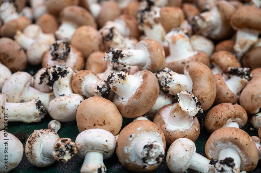 Fototapeta premium High quality French cave brown champignon mushrooms ready to eat