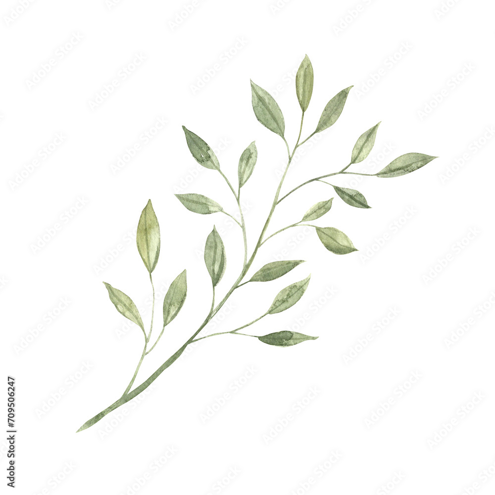 Fototapeta premium Watercolor beautiful green twig with leaves. Sketch on isolated background for greeting cards, invitations, banners, posters, textiles, graphic design