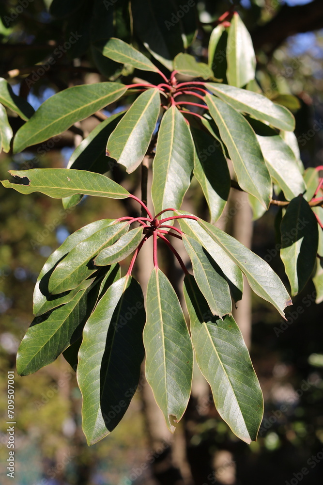 Fototapeta premium Leaves of false daphne