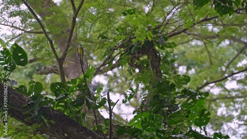 Tyrannus melancholicus sitting on a tree photo