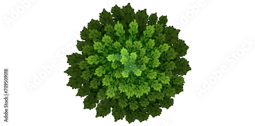 Closeup Of Swedish Columnar Plant Vector Illustration.