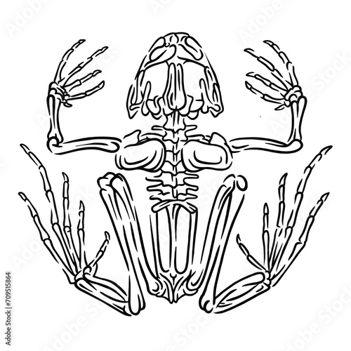 vector illustration of a frog skull skeleton