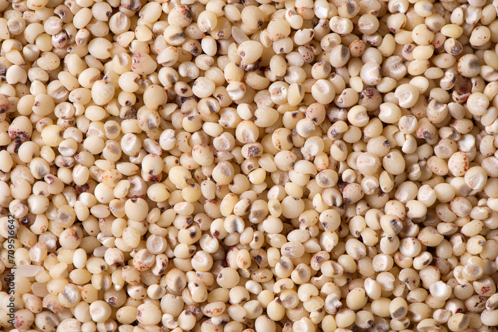 Sorghum seeds texture background. Whole seeds of Sorghum Moench