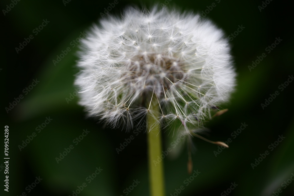 Fototapeta premium A close-up shot of the dandelion