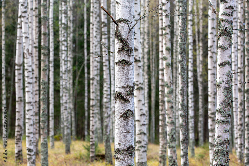 Birch forest in Finland on an autumn day.