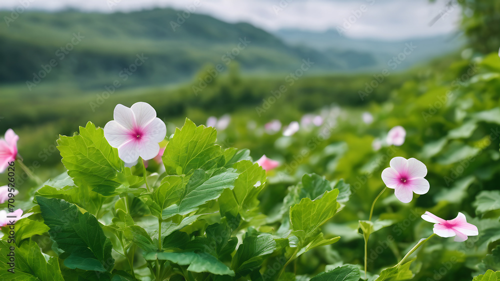 Marshmallow leaves and flowers, Medicine plant wallpaper, pink and