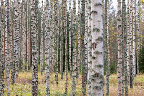 Birch forest in Finland on an autumn day.