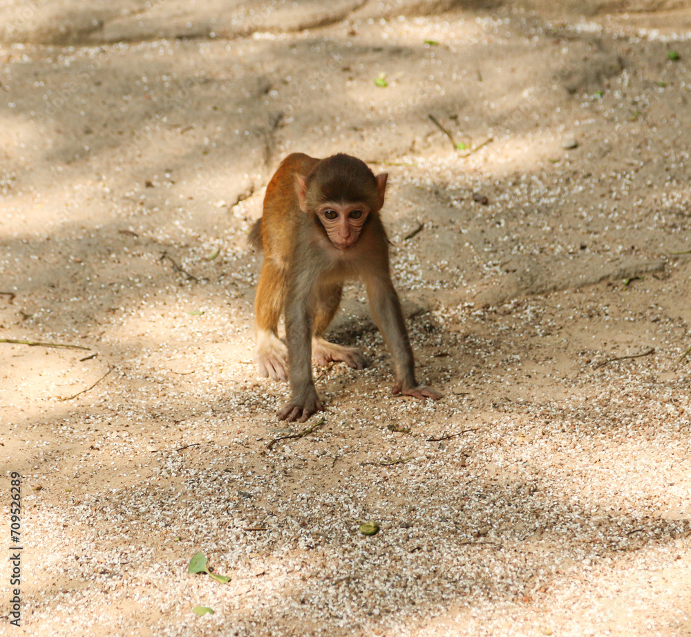animals monkeys feed on the ground.