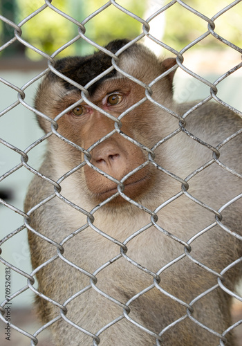 animal monkey behind a metal mesh. © studybos