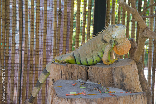 Lonely Iguana.A lonely iguana waits for someone to admire its beauty.