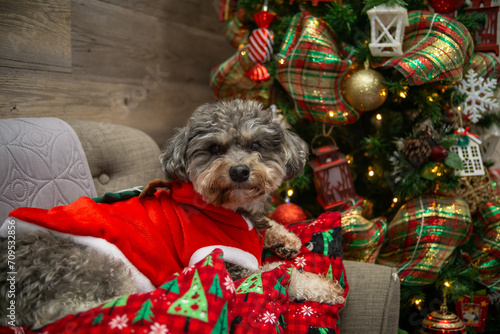 Yorkiepoo holiday puppy photo