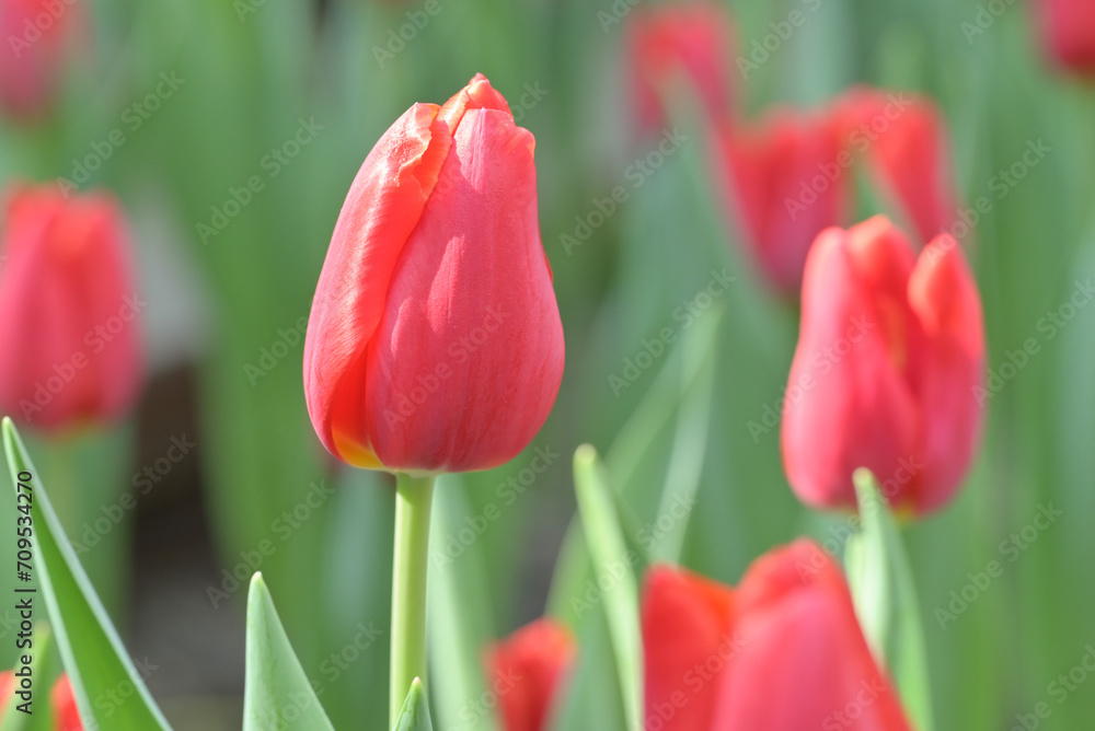 Fototapeta premium Close-up of red tulip flowers blooming in the garden with soft morning sunlight on a blurred background.