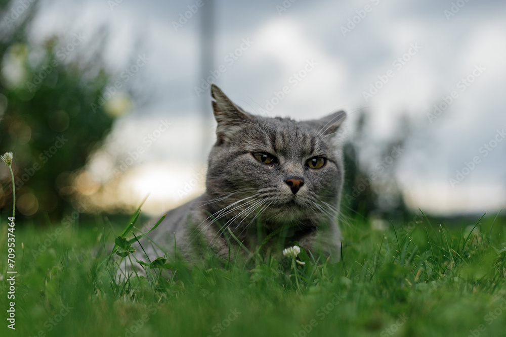 A domestic adorable cat laying in green grass on a warm summer evening and watching me.
