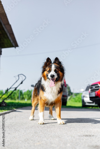 A fluffy domestic dog outside in the garden. It's a playful adorable furry animal on the concrte outdoors.
